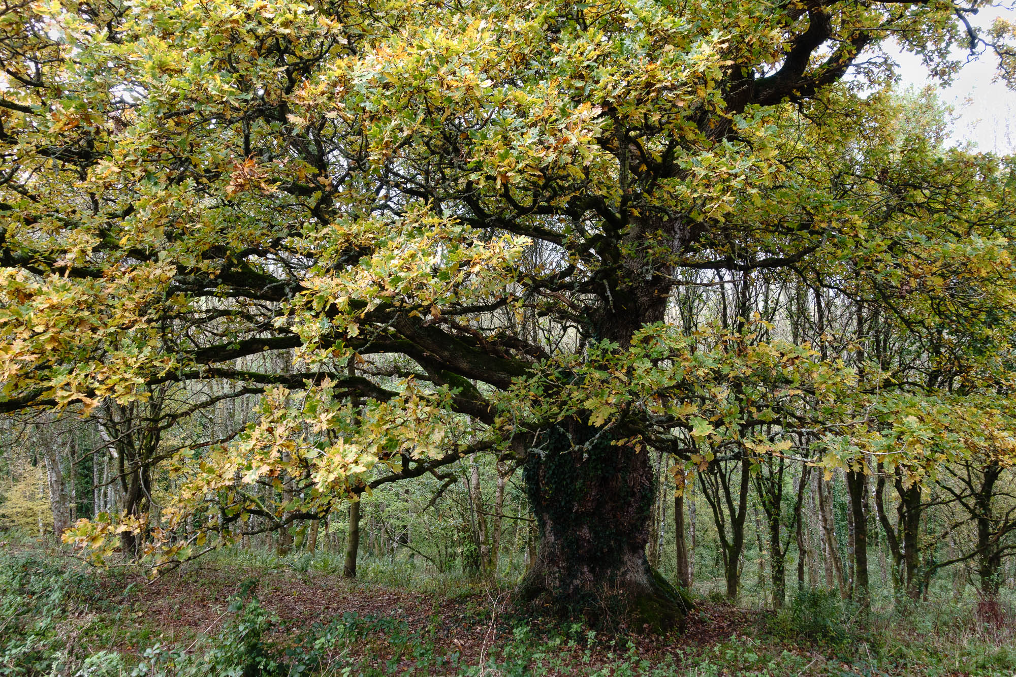 One of many fine oak trees